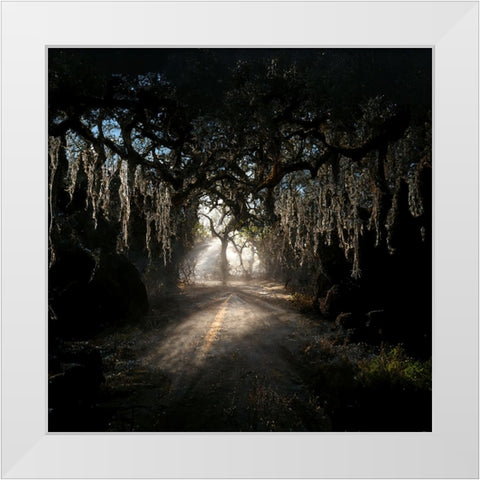 Road in the Woods 8 White Modern Wood Framed Art Print by Screendoor