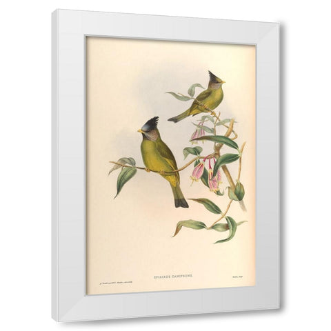 Spizixos Canifrons White Modern Wood Framed Art Print by CAG