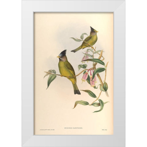 Spizixos Canifrons White Modern Wood Framed Art Print by CAG