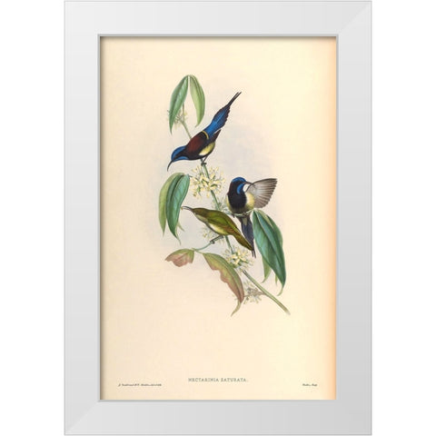 Nectarinia Saturata White Modern Wood Framed Art Print by CAG