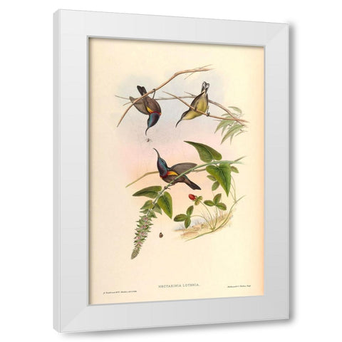 Nectarinia Lotenia White Modern Wood Framed Art Print by CAG