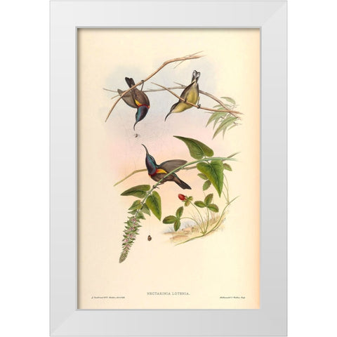 Nectarinia Lotenia White Modern Wood Framed Art Print by CAG