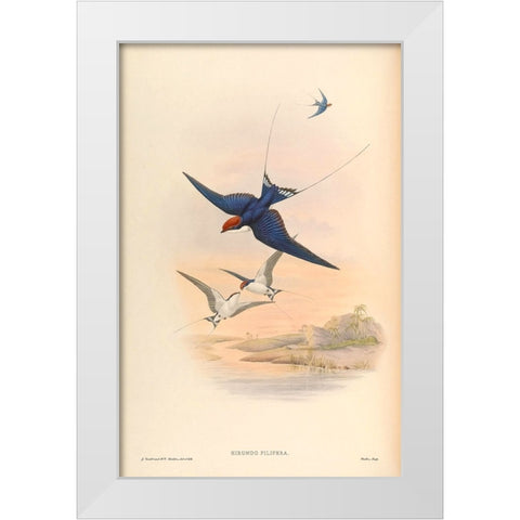 Hirundo Filifera White Modern Wood Framed Art Print by CAG