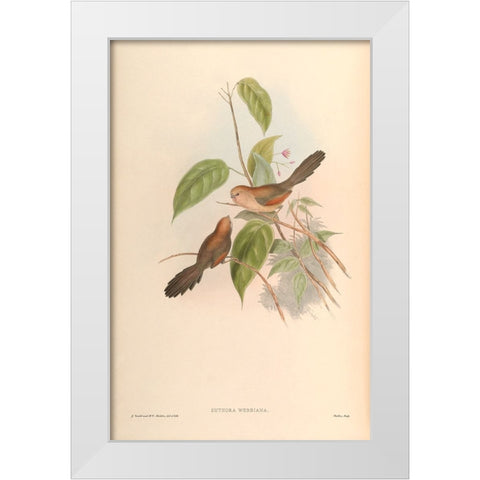 Suthora Webbiana White Modern Wood Framed Art Print by CAG