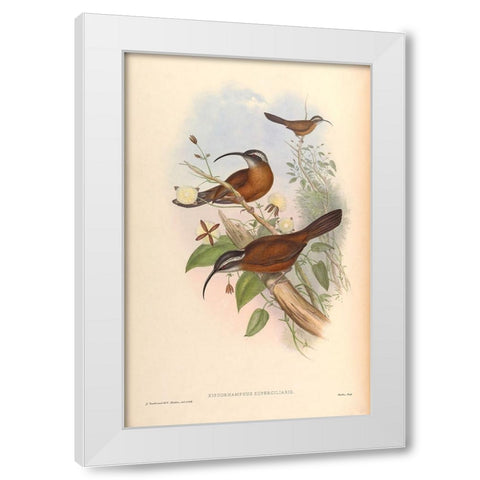 Xiphorhamphus Superciliaris White Modern Wood Framed Art Print by CAG