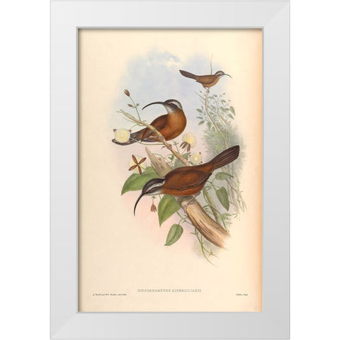 Xiphorhamphus Superciliaris White Modern Wood Framed Art Print by CAG