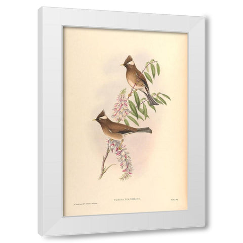 Yuhina Diademata White Modern Wood Framed Art Print by CAG