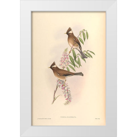 Yuhina Diademata White Modern Wood Framed Art Print by CAG