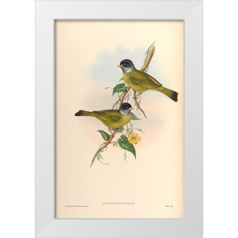 Spizixos Semitorques White Modern Wood Framed Art Print by CAG