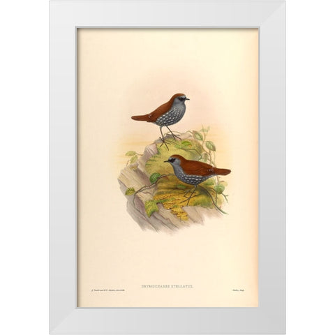 Drymochares Stellatus White Modern Wood Framed Art Print by CAG