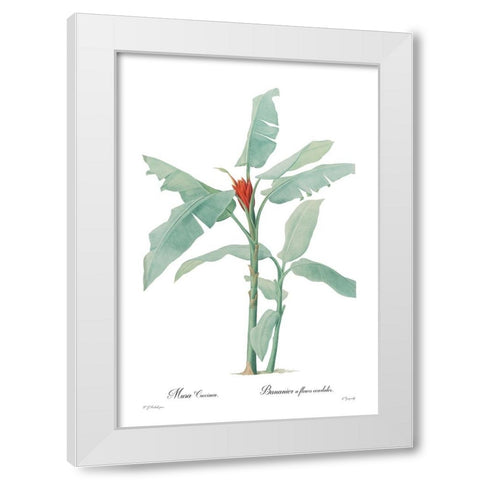 Musa coccinea White Modern Wood Framed Art Print by CAG