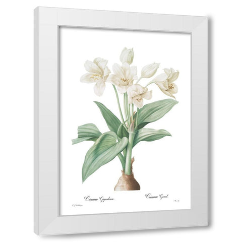 Crinum giganteum White Modern Wood Framed Art Print by CAG