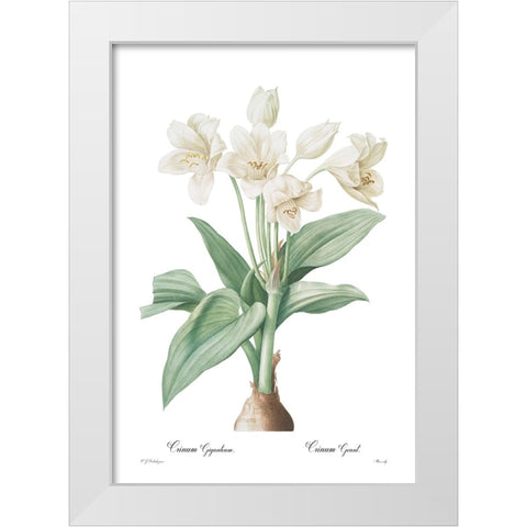 Crinum giganteum White Modern Wood Framed Art Print by CAG