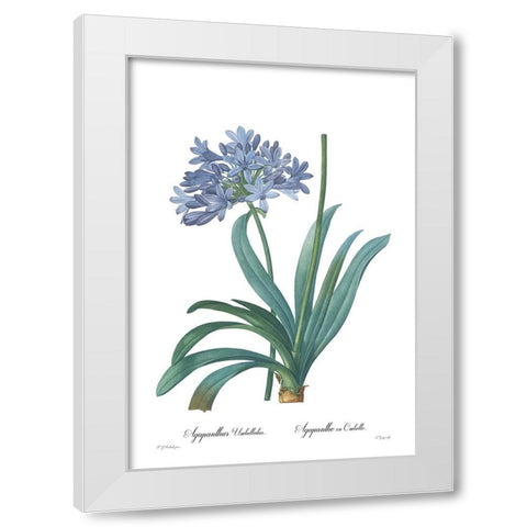 Agapanthus umbellatus White Modern Wood Framed Art Print by CAG