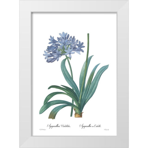 Agapanthus umbellatus White Modern Wood Framed Art Print by CAG