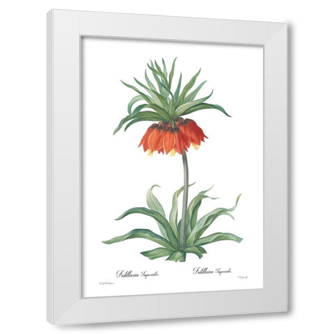 Fritillaria imperialis White Modern Wood Framed Art Print by CAG