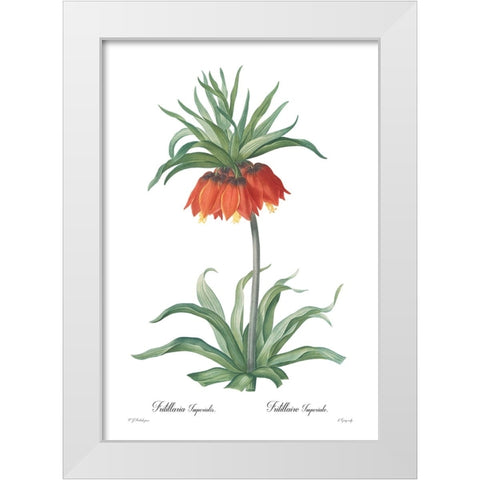 Fritillaria imperialis White Modern Wood Framed Art Print by CAG