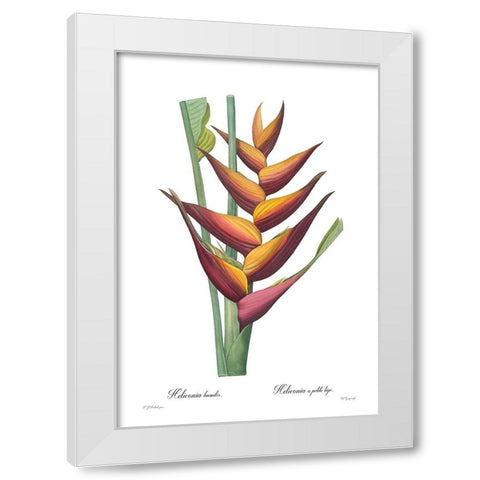 Heliconia humilis White Modern Wood Framed Art Print by CAG