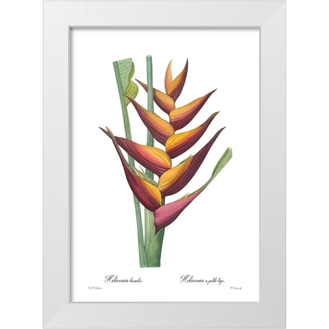 Heliconia humilis White Modern Wood Framed Art Print by CAG