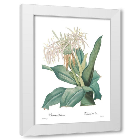 Crinum asiaticum White Modern Wood Framed Art Print by CAG