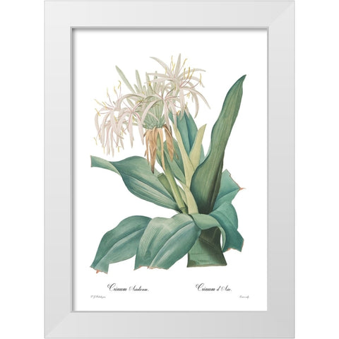 Crinum asiaticum White Modern Wood Framed Art Print by CAG