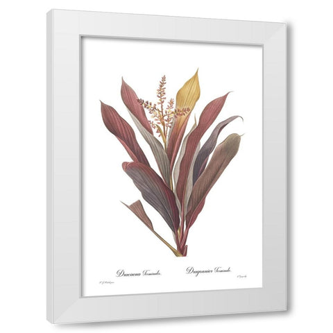 Dracaena terminalis White Modern Wood Framed Art Print by CAG