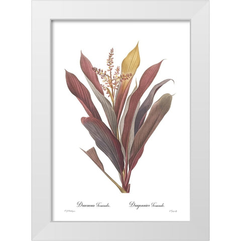 Dracaena terminalis White Modern Wood Framed Art Print by CAG