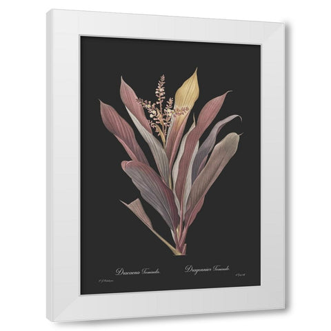 Dracaena terminalis - Dark White Modern Wood Framed Art Print by CAG