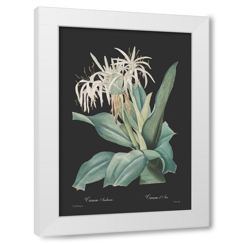 Crinum asiaticum - Dark White Modern Wood Framed Art Print by CAG