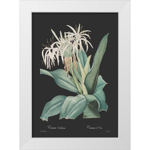 Crinum asiaticum - Dark White Modern Wood Framed Art Print by CAG
