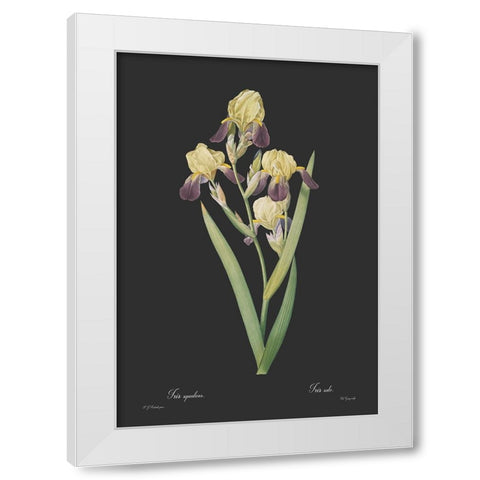 Iris squalens - Dark White Modern Wood Framed Art Print by CAG