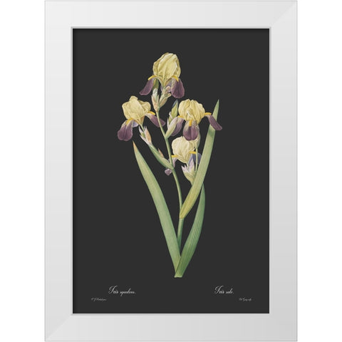 Iris squalens - Dark White Modern Wood Framed Art Print by CAG