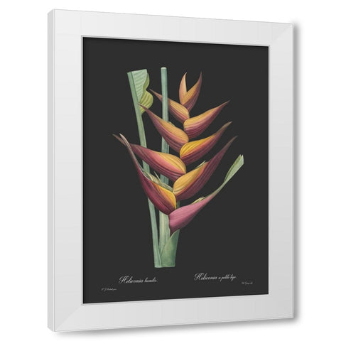 Heliconia humilis - Dark White Modern Wood Framed Art Print by CAG