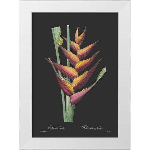 Heliconia humilis - Dark White Modern Wood Framed Art Print by CAG