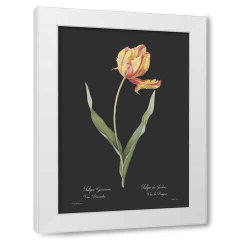 Tulipa gesneriana - Dark White Modern Wood Framed Art Print by CAG