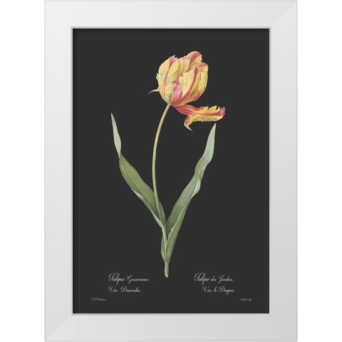 Tulipa gesneriana - Dark White Modern Wood Framed Art Print by CAG