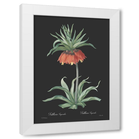Fritillaria imperialis - Dark White Modern Wood Framed Art Print by CAG