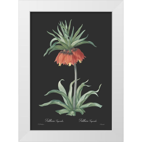 Fritillaria imperialis - Dark White Modern Wood Framed Art Print by CAG