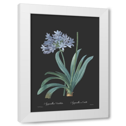 Agapanthus umbellatus - Dark White Modern Wood Framed Art Print by CAG