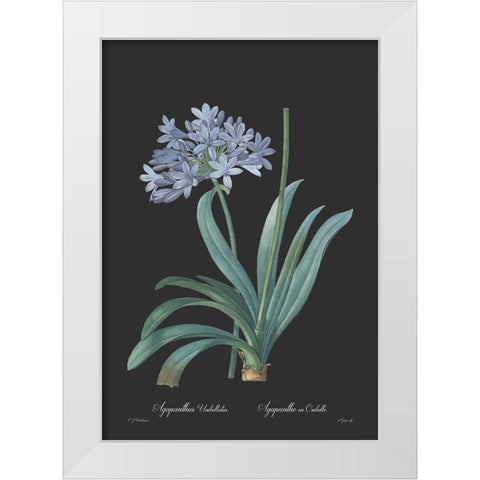 Agapanthus umbellatus - Dark White Modern Wood Framed Art Print by CAG