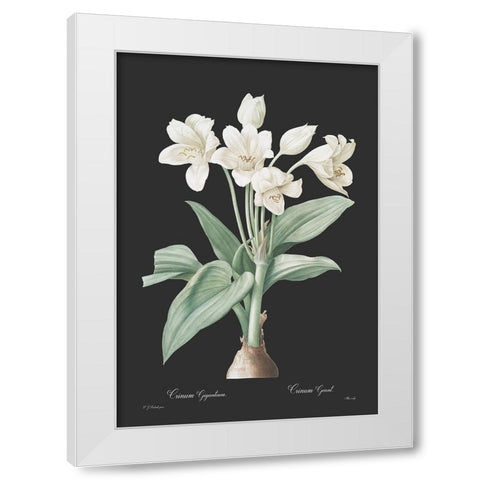 Crinum giganteum - Dark White Modern Wood Framed Art Print by CAG