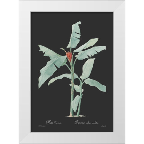Musa coccinea - Dark White Modern Wood Framed Art Print by CAG