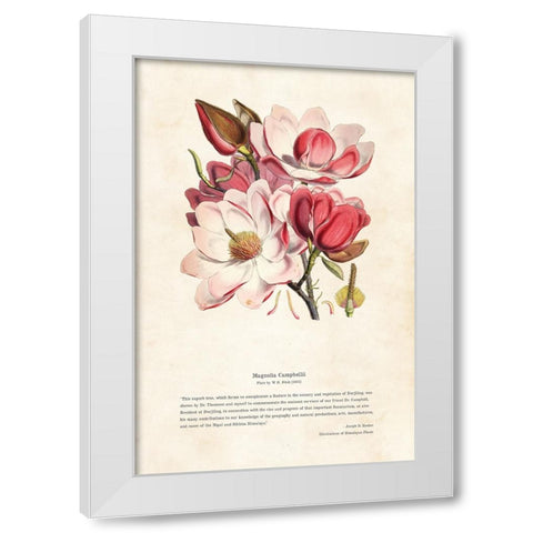 Himalayan Plants - Magnolia campbellii White Modern Wood Framed Art Print by CAG