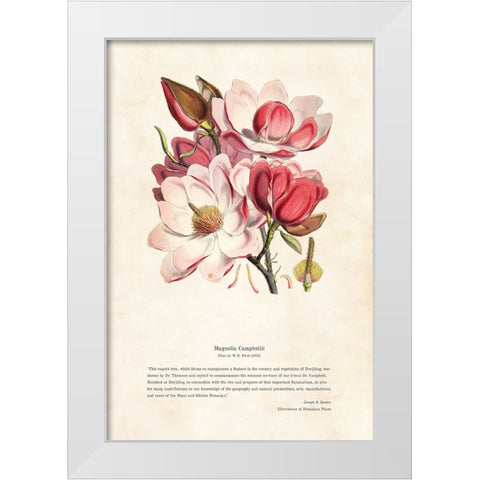 Himalayan Plants - Magnolia campbellii White Modern Wood Framed Art Print by CAG