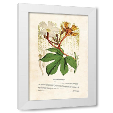 Himalayan Plants - Hodgsonia heteroclita White Modern Wood Framed Art Print by CAG