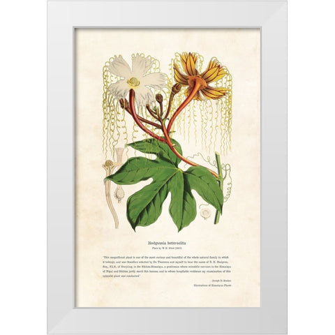Himalayan Plants - Hodgsonia heteroclita White Modern Wood Framed Art Print by CAG