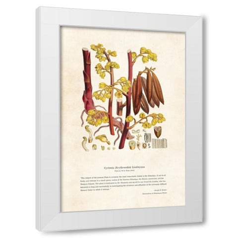 Himalayan Plants - Cyrtosia (Erythrorchis) lindleyana White Modern Wood Framed Art Print by CAG
