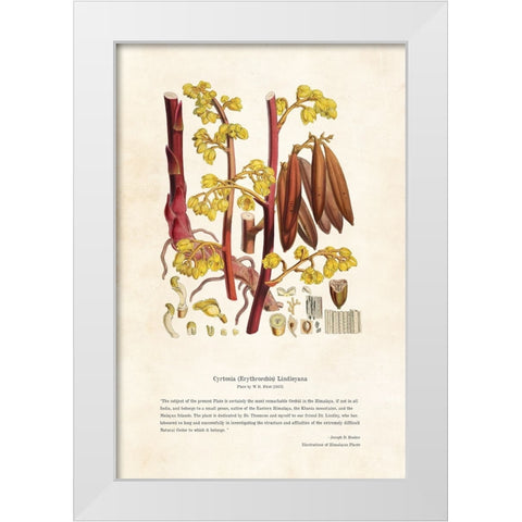 Himalayan Plants - Cyrtosia (Erythrorchis) lindleyana White Modern Wood Framed Art Print by CAG