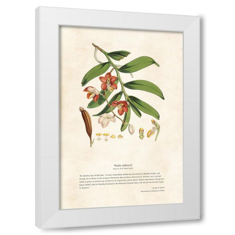 Himalayan Plants - Vanda cathcarti White Modern Wood Framed Art Print by CAG