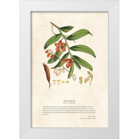 Himalayan Plants - Vanda cathcarti White Modern Wood Framed Art Print by CAG
